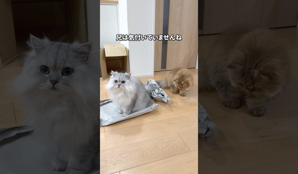 紙を独り占めしたい猫 【サイベリアン】 #Shorts