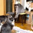 【日常✨】最近の人気スポットはネコ鍋ですwwwノルウェージャンフォレストキャットとターキッシュアンゴラ