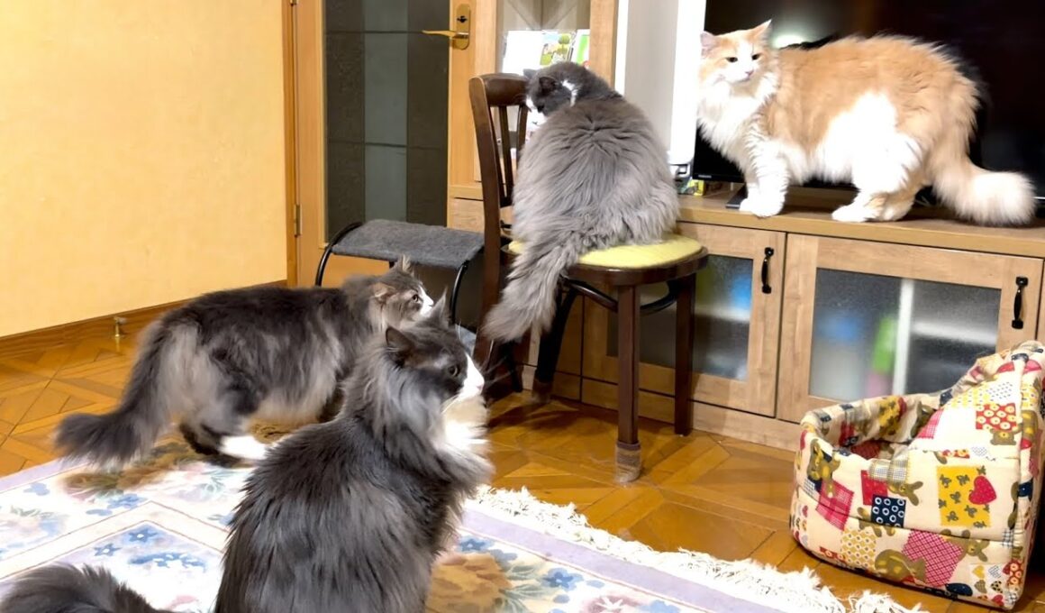 【日常✨】最近の人気スポットはネコ鍋ですwwwノルウェージャンフォレストキャットとターキッシュアンゴラ