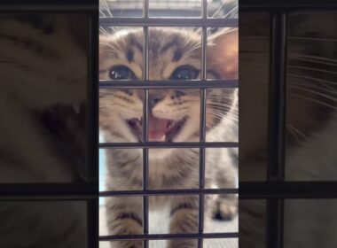 子猫を大切に育てたら、もふもふに育ちましたwww #cat #猫