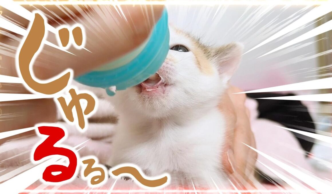 子猫がミルクを飲んでぼけーっとしてる姿がかわいすぎる カミカミ～ケリケリ～ミニにゃんプロ【保護猫生活5日目】