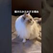 👶🏻‪‪🍼💞#shorts #猫 #cat #ラグドール #猫のいる暮らし