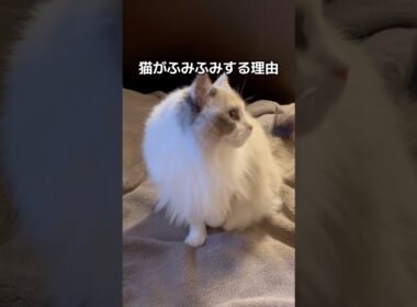 👶🏻‪‪🍼💞#shorts #猫 #cat #ラグドール #猫のいる暮らし