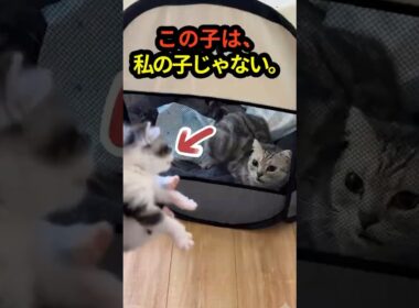 拒絶していた母猫が、孤児の子猫に見せた奇跡の行動