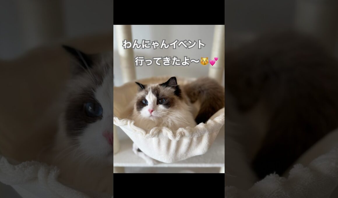 わんにゃんイベント行ってきたよ〜😽💕良かったら観に来てね✨#ラグドール #猫好きさんと繋がりたい #猫のいる暮らし #ねこ動画