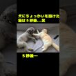 犬にちょっかいを掛けた猫は5秒後...笑#shorts