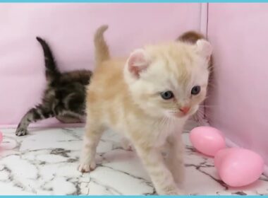 ペットショップcoo&riku No.00758825 アメリカンカール