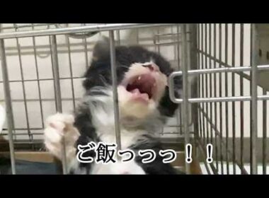 ご飯の要求が激しい保護子猫