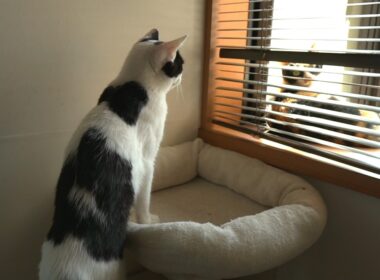 憧れの先輩猫の前で緊張してしまう猫