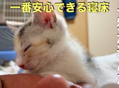 保護された子猫が選んだ一番安心できる寝床は…私の顔でした