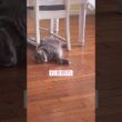 限界 #ねこ動画 #アメリカンカール