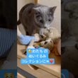 ぬいぐるみ と遊ぶ...と思ったら⁉️ #猫 #ロシアンブルー #catshorts #shorts