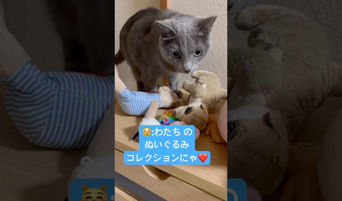 ぬいぐるみ と遊ぶ...と思ったら⁉️ #猫 #ロシアンブルー #catshorts #shorts
