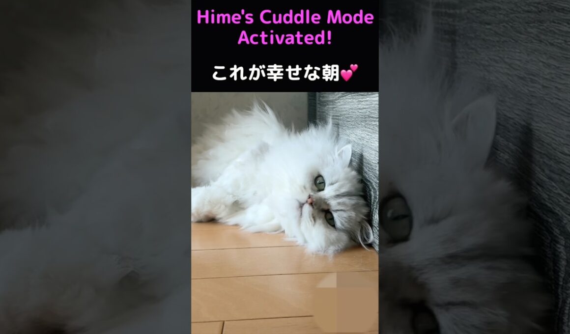 朝起きたらペルシャ猫3匹が待っていた🩷🩵🧡#猫 #猫動画 #ペルシャ猫 #猫のいる暮らし #癒し #かわいい猫 #ふわふわ猫 #長毛猫 #猫好き #ショート動画
