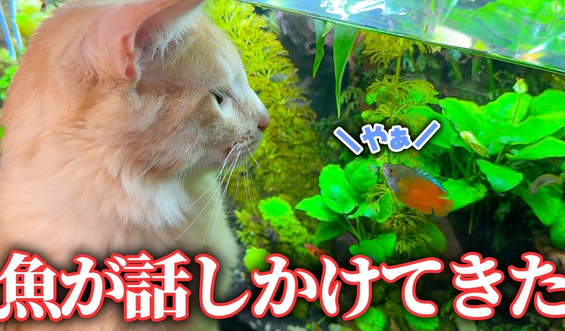 水槽をジッと見ていた子猫の元に、1匹の魚が近づいてきました。