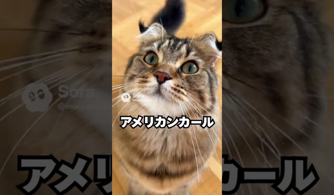 大人なのに、反応が子供みたいな猫…アメリカンカール😽｜猫の雑学 #shorts #猫のいる暮らし #猫の雑学 #cat #猫好きさんと繋がりたい