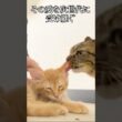 🐱亡き兄から受けた愛を引き継ぐ猫   #cat #kitten #猫 #子猫 #ねこ #こねこ #shorts  #猫のいる暮らし