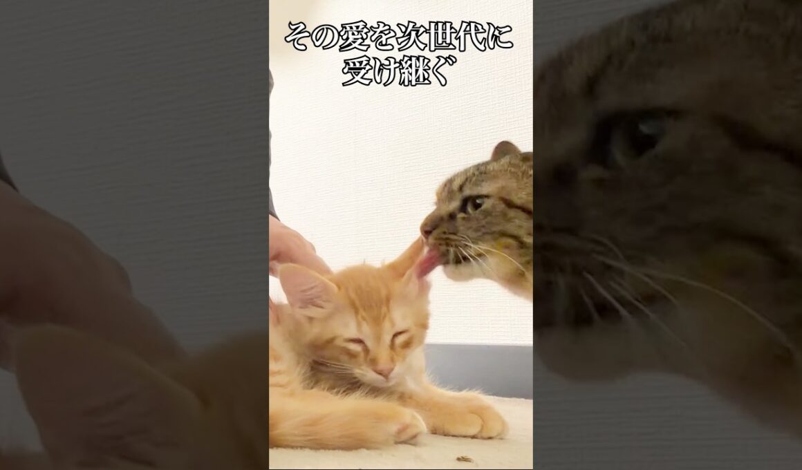 🐱亡き兄から受けた愛を引き継ぐ猫   #cat #kitten #猫 #子猫 #ねこ #こねこ #shorts  #猫のいる暮らし
