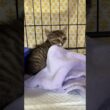 子猫ラッシュ　６