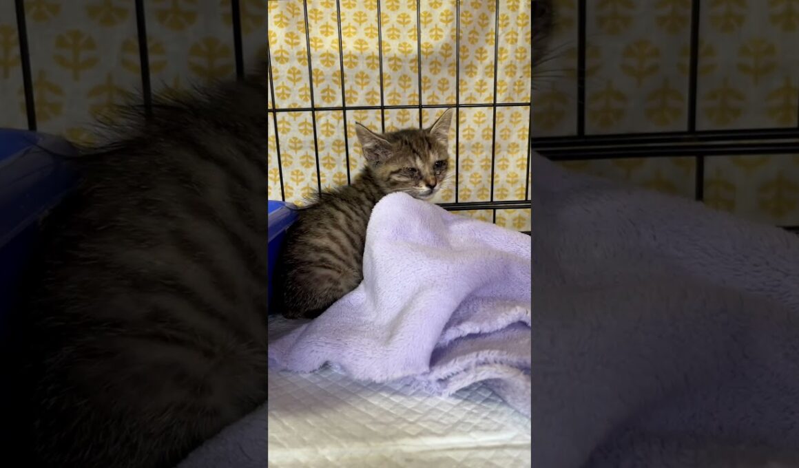 子猫ラッシュ　６