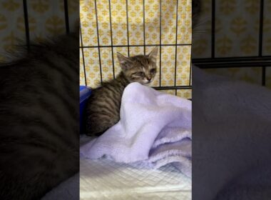 子猫ラッシュ　６