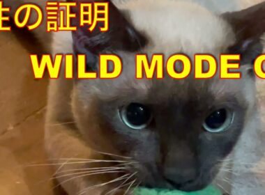トンキニーズのポプ、唸りスイッチオン　The Ball Hunter:Pop, Funny Tonkinese Cat #猫 #トンキニーズ  #おもしろ猫動画 #唸る猫