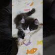 gatito kinkalow #kinkalowkitten #gatitopatitascortas