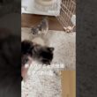 初めて会わせてみた結果…🐱🐱💕