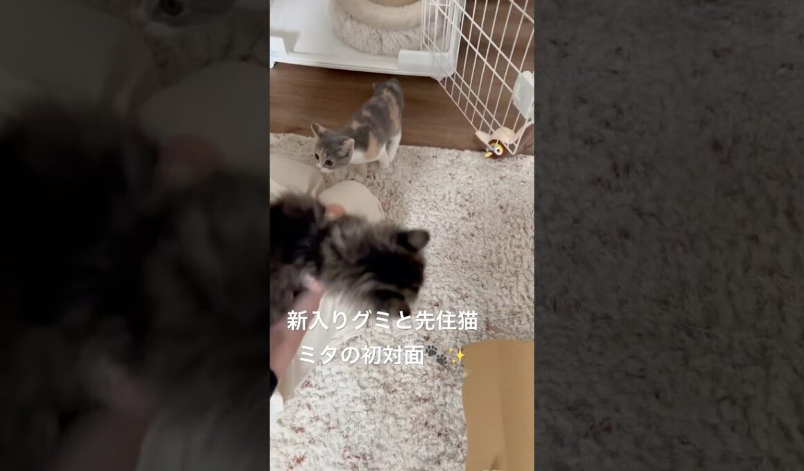 初めて会わせてみた結果…🐱🐱💕