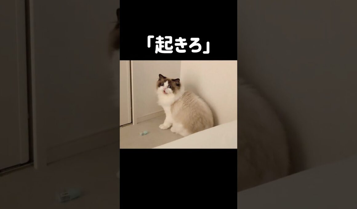 今日のバブ🐑 (目薬の容器はおもちゃ) #shorts #猫 #ラグドール #甘えん坊猫 #もふもふ #猫のいる生活