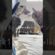 妊婦保護猫のソイ🤎産後１６４日目vlog｜少し前ですがソイ・モカ・チャイが避妊手術をがんばってきました！カプもお留守番がんばりました🐈‍⬛　#妊娠猫 #保護猫 #三毛猫 #子猫