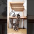 生後3ヶ月メインクーン子猫の萌奈ちゃん
