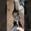 スーパー上目遣い #猫のいる暮らし #にゃんグラム #cat #ボンベイ #黒猫