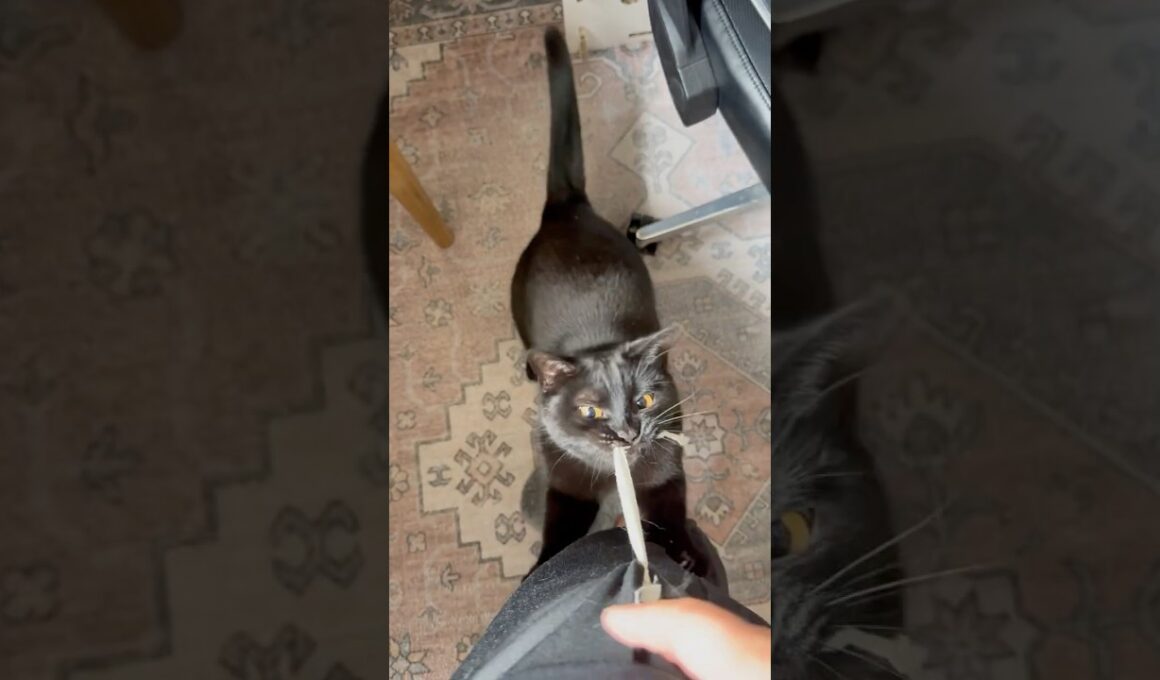 スーパー上目遣い #猫のいる暮らし #にゃんグラム #cat #ボンベイ #黒猫