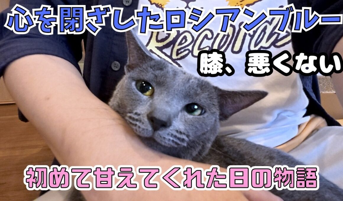 ブリーダー廃業で心を閉ざしたロシアンブルー勇気を出して膝乗りするまでの物語（保護猫カフェ森のねこ舎）淡路Shut-In Russian Blue Learns to Love Humans
