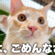 妹から預かっている子猫たちが悪い遊びを覚えてしまったかもしれません…。