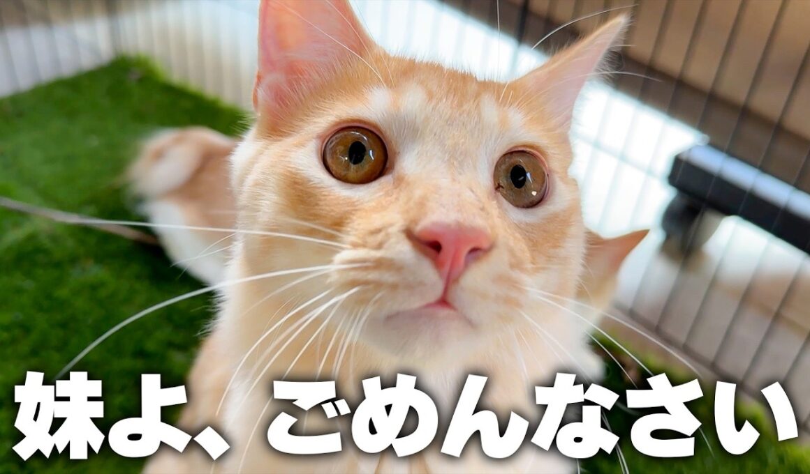 妹から預かっている子猫たちが悪い遊びを覚えてしまったかもしれません…。