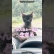 "DAY193"「運命交差」 #子猫 #子ネコ #保護猫 #ファーム生活 #猫好きさんと繋がりたい #好きな子猫 #猫のいる生活 #猫のいる暮らし #shorts