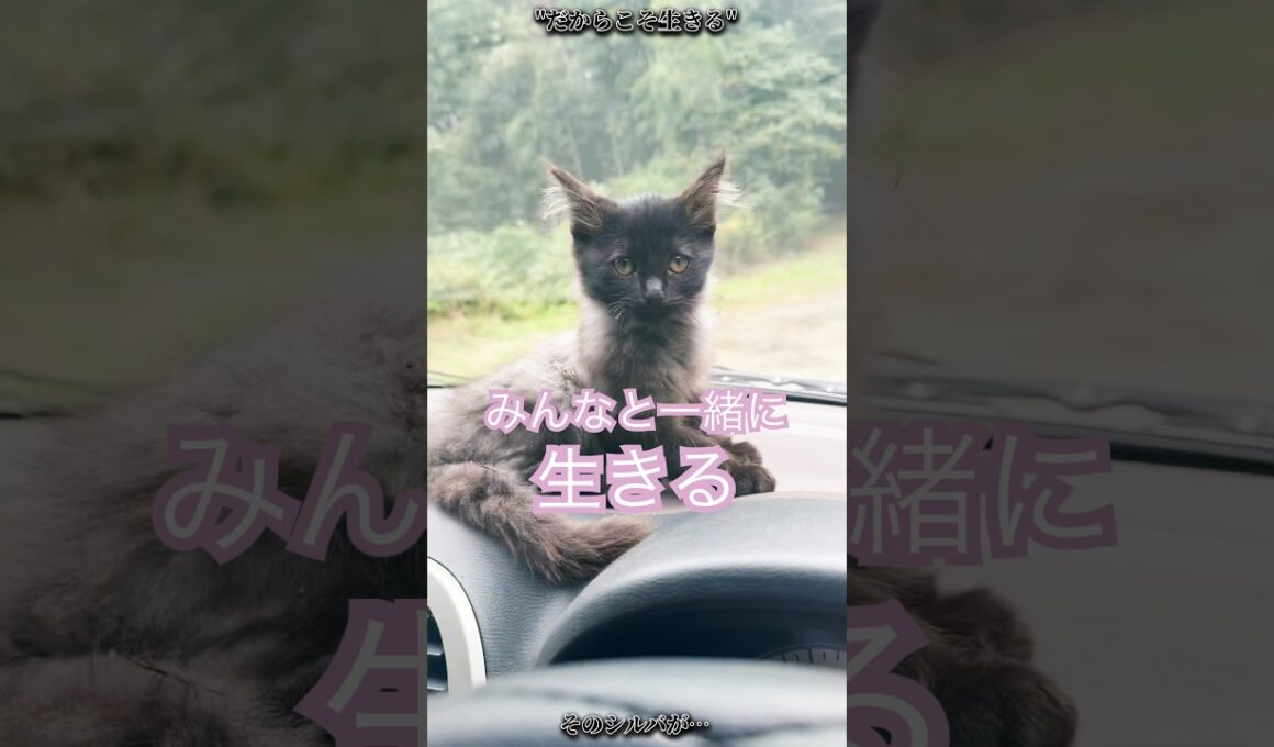 "DAY193"「運命交差」 #子猫 #子ネコ #保護猫 #ファーム生活 #猫好きさんと繋がりたい #好きな子猫 #猫のいる生活 #猫のいる暮らし #shorts