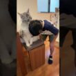 朝少年を学校へ送り出す大型猫#shorts