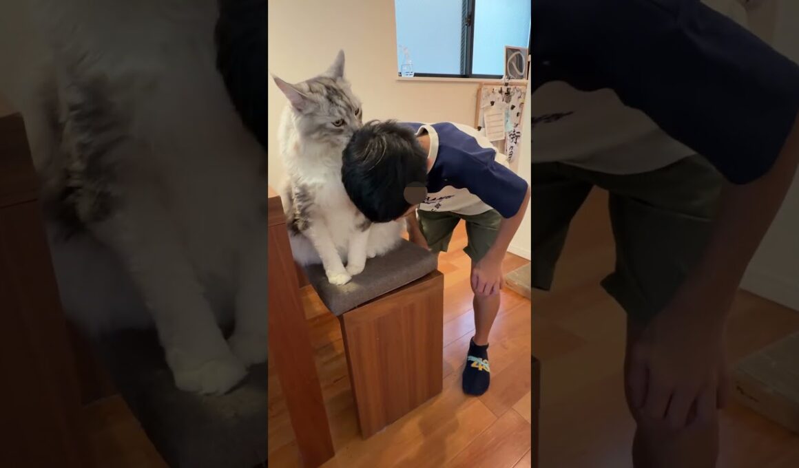 朝少年を学校へ送り出す大型猫#shorts