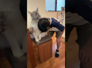 朝少年を学校へ送り出す大型猫#shorts
