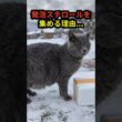 雪の日、発泡スチロールを運び続けた母猫。その理由に涙した