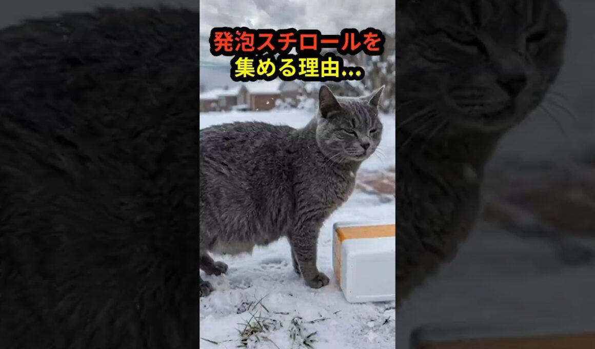 雪の日、発泡スチロールを運び続けた母猫。その理由に涙した