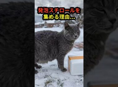 雪の日、発泡スチロールを運び続けた母猫。その理由に涙した