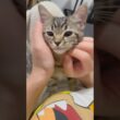 可愛すぎるスコティッシュの子猫を迎えた結果...!! #cat #猫