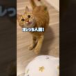 ついに日本語が通じて人間と化した猫がコチラです【とらまる】