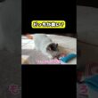 どっちが臭い？　#猫 #おもしろ #アテレコ #ニャンチューバーつくし