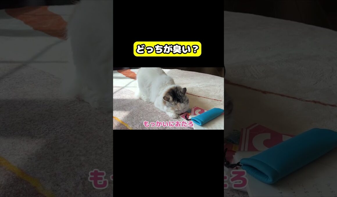 どっちが臭い？　#猫 #おもしろ #アテレコ #ニャンチューバーつくし