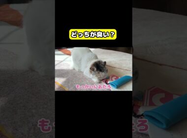 どっちが臭い？　#猫 #おもしろ #アテレコ #ニャンチューバーつくし